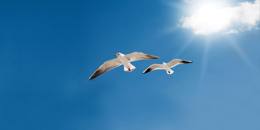 Können macht Spaß! Ein Therapie- und Beratungskonzept für Hoch- und HöchstbegabteKönnen macht Spaß! Ein Therapie- und Beratungskonzept für Hoch- und Höchstbegabte